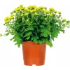 Plantiflor Chrysanthemenbüsche Mix Topf Durchmesser 13 cm