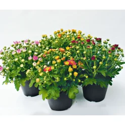Plantiflor Chrysanthemenbüsche Mix Topf Durchmesser 13 cm