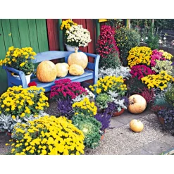 Plantiflor Chrysanthemenbüsche Mix Topf Durchmesser 13 cm