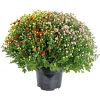 Plantiflor Chrysanthemen-Busch Trio Topf- Durchmesser 19 cm