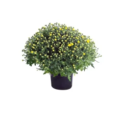 Plantiflor Chrysanthemen-Busch Topf Durchmesser 19 cm