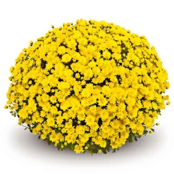 Plantiflor Chrysanthemen-Busch Topf Durchmesser 19 cm