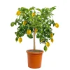 Plantiflor Citrus-Ministamm Topf Durchmesser 20 cm 70-80 cm