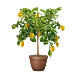 Plantiflor Citrus-Ministamm Topf Durchmesser 20 cm 70-80 cm