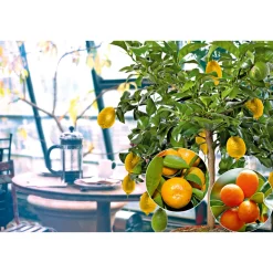 Plantiflor Citrus-Ministamm Topf Durchmesser 20 cm 70-80 cm