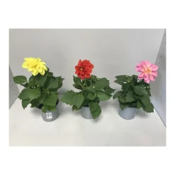 Plantiflor Dahlien verschiedene Farben T 10,5