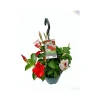 Plantiflor Dipladenie Ampel 20-25 cm T19