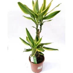 Plantiflor Drachenbaum Gold Coast 2er-Tuff T17