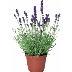 Plantiflor Echter Lavendel