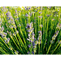 Plantiflor Echter Lavendel Topf- Durchmesser 11 cm