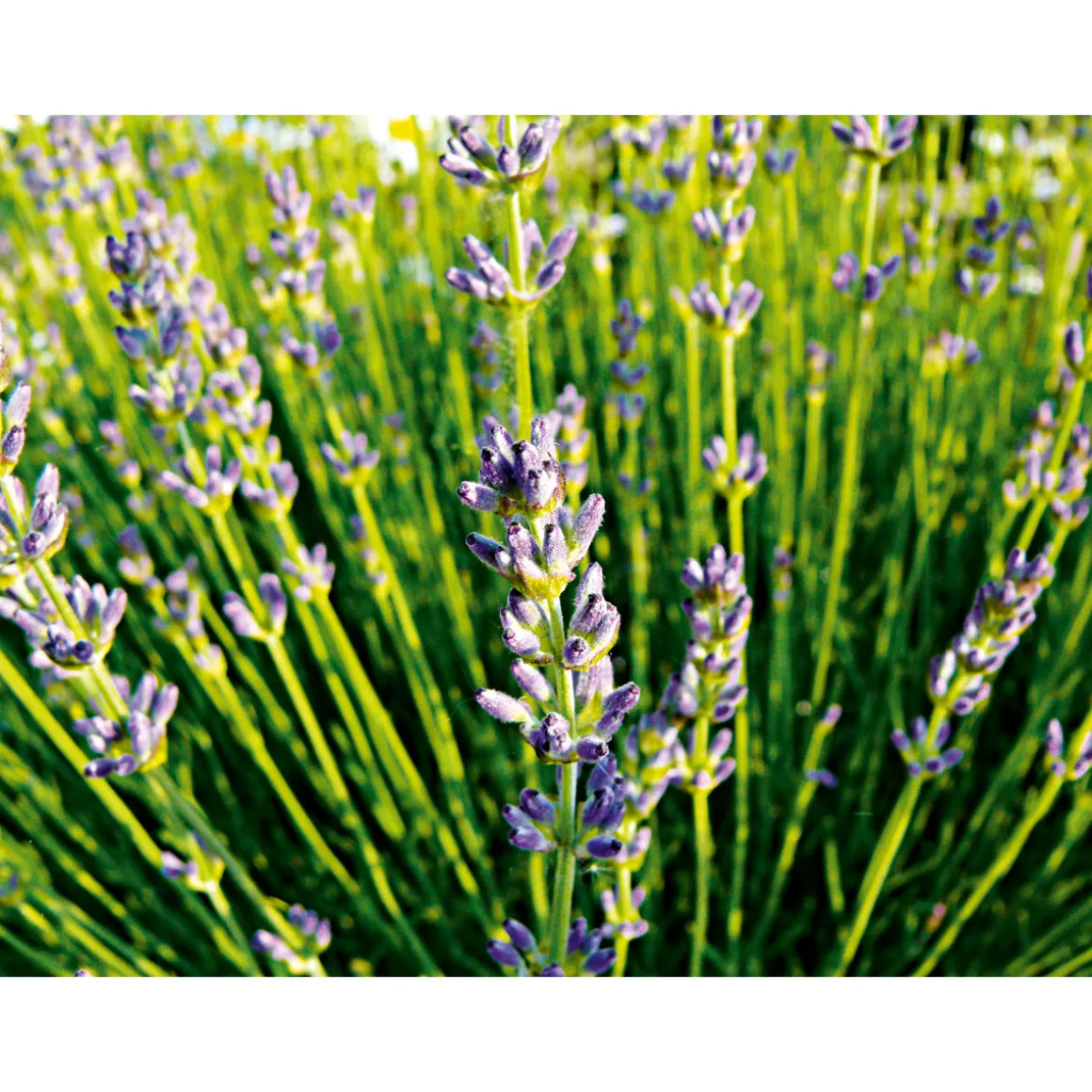 Plantiflor Echter Lavendel Topf- Durchmesser 11 cm