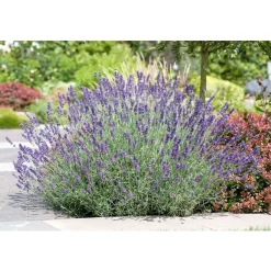 Plantiflor Echter Lavendel Topf- Durchmesser 11 cm