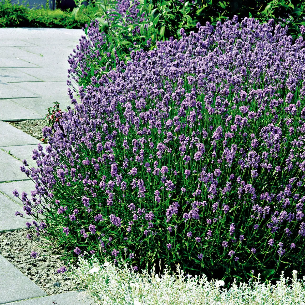 Plantiflor Echter Lavendel Topf- Durchmesser 11 cm