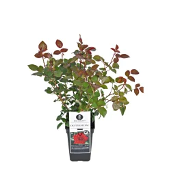 Plantiflor Edel-Duftrose rot Topf 23 cm