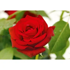 Plantiflor Edel-Duftrose rot Topf 23 cm