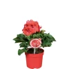 Plantiflor Edelgeranie Topf- Durchmesser 12 cm
