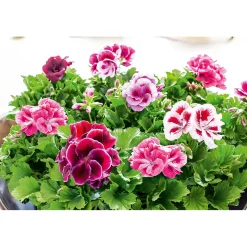 Plantiflor Edelgeranie Topf- Durchmesser 12 cm