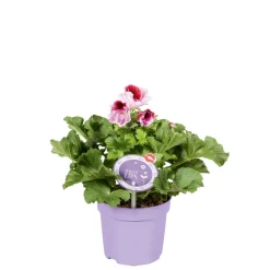 Plantiflor Edelgeranie Topf- Durchmesser 12 cm