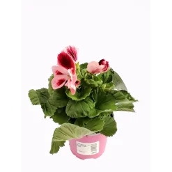 Plantiflor Edelgeranie Topf- Durchmesser 12 cm