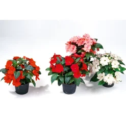 Plantiflor Edellieschen T12 versch Farben