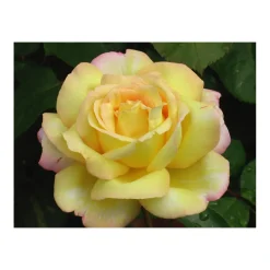 Plantiflor Edelrose Gelb Topf Durchmesser 23 cm