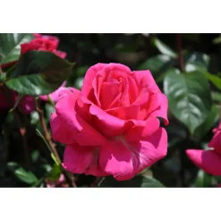 Plantiflor Edelrose Rosa Topf Durchmesser 23 cm