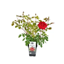 Plantiflor Edelrose rot Topf- Durchmesser 19 cm