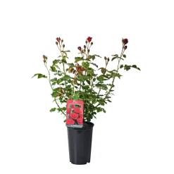Plantiflor Edelrose rot Topf- Durchmesser 19 cm