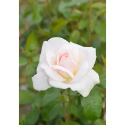 Plantiflor Edelrose Weiß Topf Durchmesser 23 cm