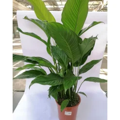 Plantiflor Einblatt Sweet Lauretta 90 cm T21