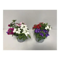 Plantiflor Eisenkraut Trio Topf Durchmesser 12 cm