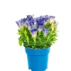 Plantiflor Enzian blau Topf- Durchmesser 10,5 cm