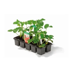 Plantiflor Erdbeeren verschiedene Sorten 10er-Pack