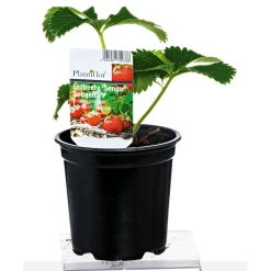 Plantiflor Erdbeerpflanzen verschiedene Sorten Topf Durchmesser 9,5 cm