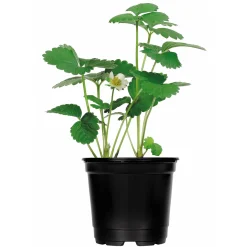 Plantiflor Erdbeerpflanzen verschiedene Sorten Topf Durchmesser 9,5 cm