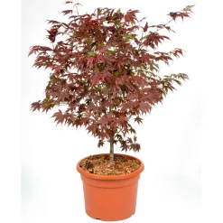 Plantiflor Fächerahorn im Topf Durchmesser 19 cm