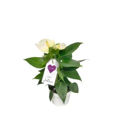 Plantiflor Flamingoblume Ton in Ton Topf- Durchmesser 10,5 cm