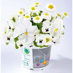 Plantiflor Frühlings-Mix Topf Durchmesser 13 cm