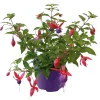 Plantiflor Fuchsie hängend Topf Durchmesser 12 cm
