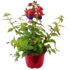 Plantiflor Fuchsie stehend Topf Durchmesser 12 cm