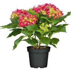 Plantiflor Gartenhortensie Macrophylla Topf- Durchmesser 17 cm