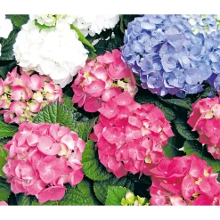 Plantiflor Gartenhortensie Macrophylla Topf- Durchmesser 17 cm