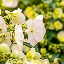 Plantiflor Gartenhortensie Macrophylla Topf- Durchmesser 17 cm