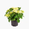 Plantiflor Gartenhortensie Topf Durchmesser 23 cm