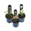 Plantiflor Gartenhortensie Royalty Colletction Topf Durchmesser 17 cm