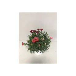 Plantiflor Gartennelke Trio Mix T13