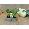 Plantiflor Gemüsejungpflanze Kohlrabi blau 6er-Pack
