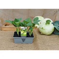 Plantiflor Gemüsejungpflanze Kohlrabi blau 6er-Pack