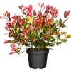 Plantiflor Glanzmispel Red Robin im Topf Durchmesser 17 cm