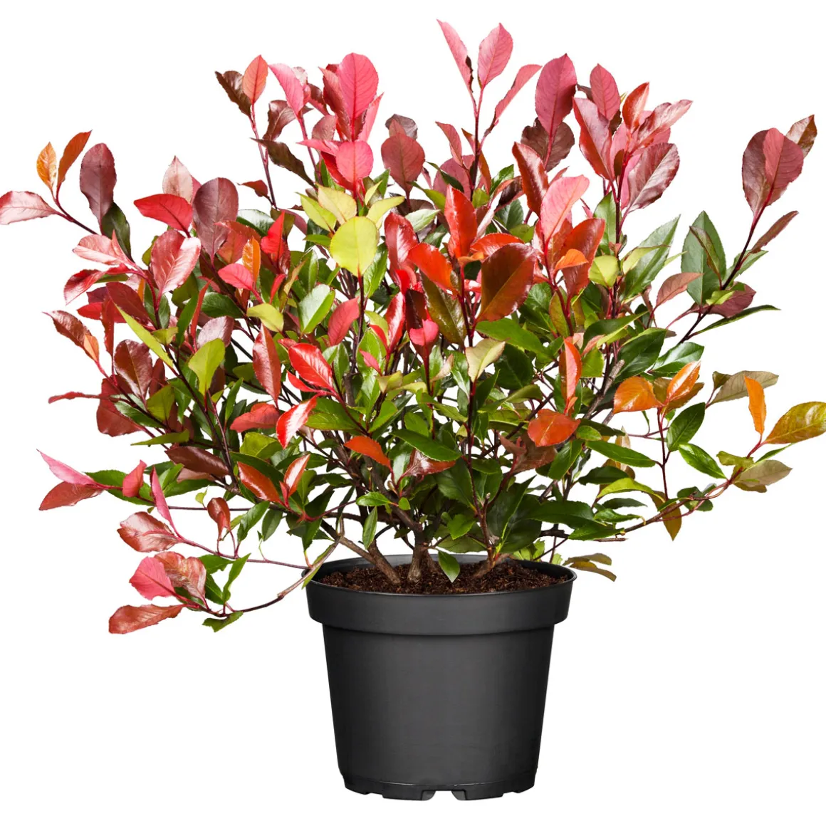 Plantiflor Glanzmispel Red Robin im Topf Durchmesser 17 cm